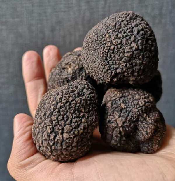 Black Truffle